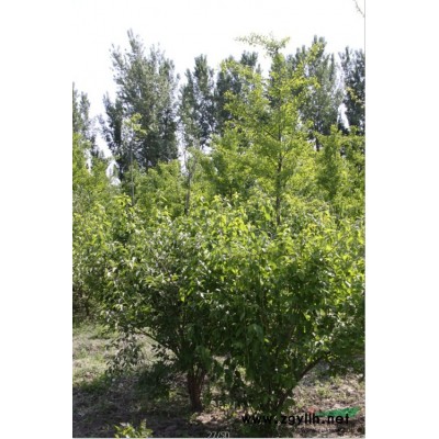 出售10年盛果期 杏樹-北京綠蘆園