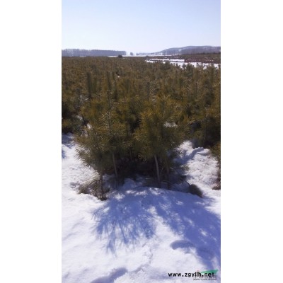 樟子松營養(yǎng)缽