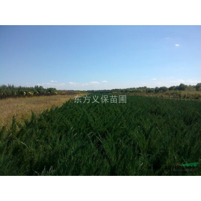 偃柏（燕柏/雁柏/艷柏）