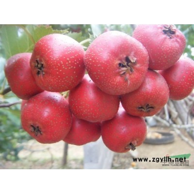 山西張景輝出售山楂 ；紅葉李，山楂苗，梨樹苗，核桃苗，蘋果苗