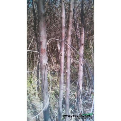 供應地徑3cm以上大規格沙棗樹苗，桿形直旁枝少，適合綠化治沙