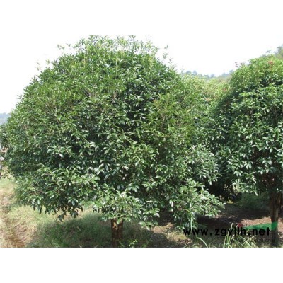 福建八月桂介紹