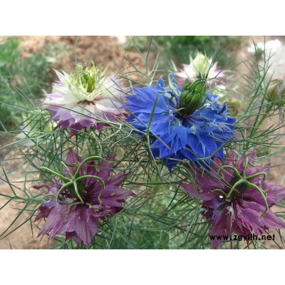 大量供應北美海棠，地徑2-4公分