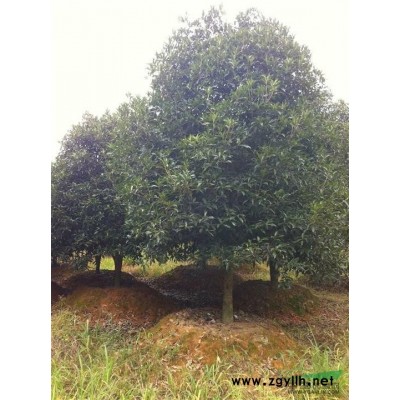 香樟*新價(jià)格/香樟報(bào)價(jià)