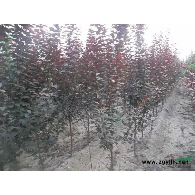 大量供應毛白楊、紫葉李、速生楊、速生柳、紅葉碧桃