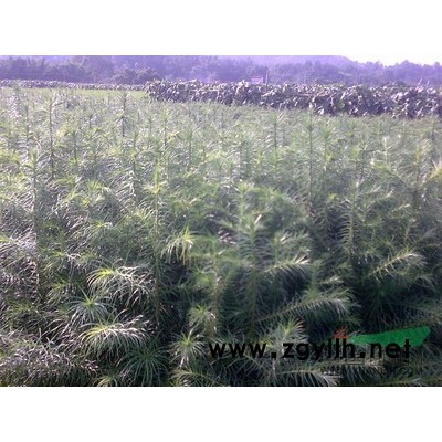 廣東那里有速生杉苗供應 改良濕地松苗 速生桉樹苗