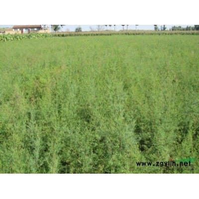 旱柳，五丈榆，山杏苗，油松，小葉楊，新疆楊，垂柳，