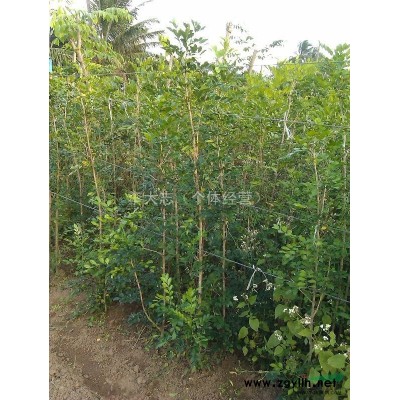 九里香苗1.4m左右幾千株