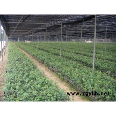 高產嫁接油茶苗