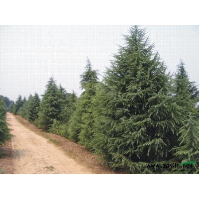 雪松，南京雪松，雪松價格，雪松基地，雪松批發