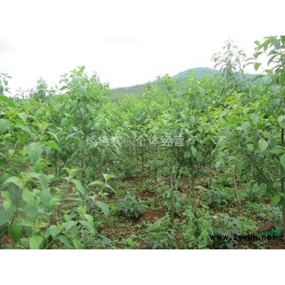 云南地區供應2-4公分四照花