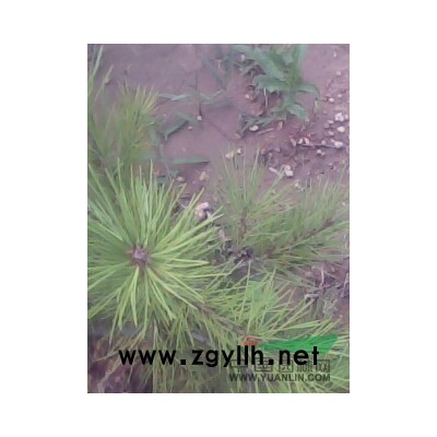 核桃苗、綠化苗