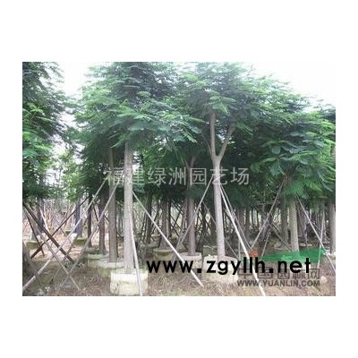 福建盆架子 漳州盆架子 盆架子價格