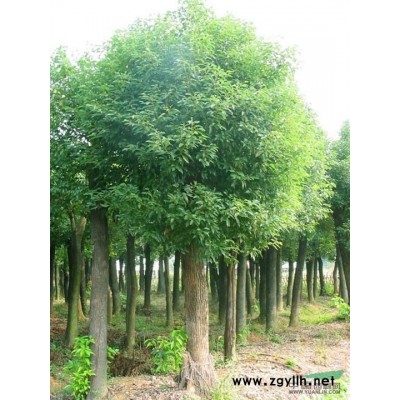 湖北樸樹，大樸樹，野生樸樹，移栽樸樹。移植樸樹