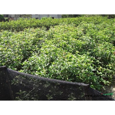 各種規(guī)格桂花