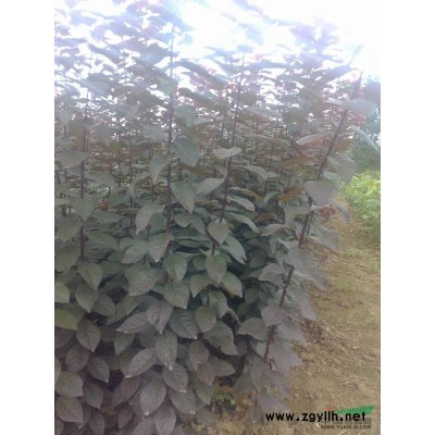 紫葉李當年苗高1米5