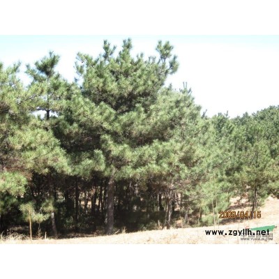 山西油松*新報價/油松圖片