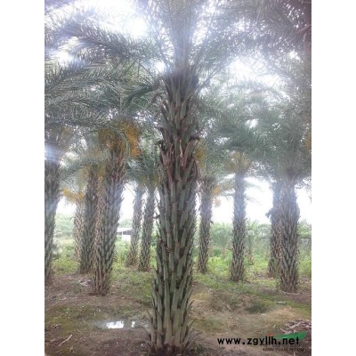 紅千層 串錢柳 漳州串錢柳 福建串錢柳