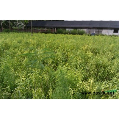 黃花梨苗 黃花梨苗 黃花梨樹(shù)苗