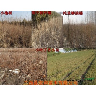 哈爾濱供應樟子松