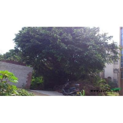 特大榕樹出售