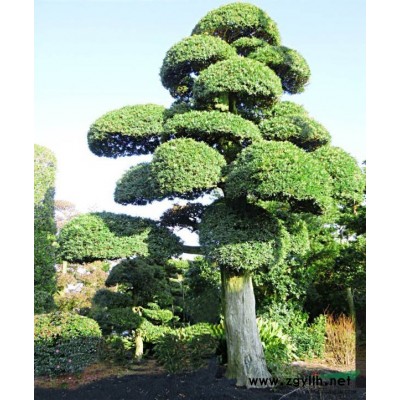 精致造型日本羅漢松