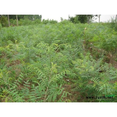 木瓜，文冠果