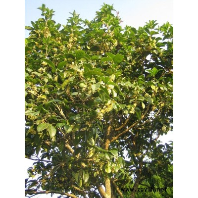 天竺桂、香樟、桂花、木蘭、櫻花、圓柏、紫薇