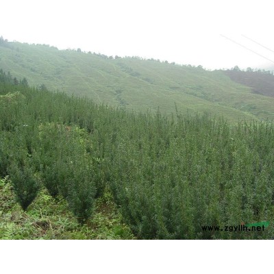 紅豆杉1年 2年 3年苗 5-10公分直徑