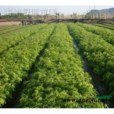 大量出售海南黃花梨，沉香，小葉欖仁，重陽(yáng)木，蓮霧等袋苗，小苗