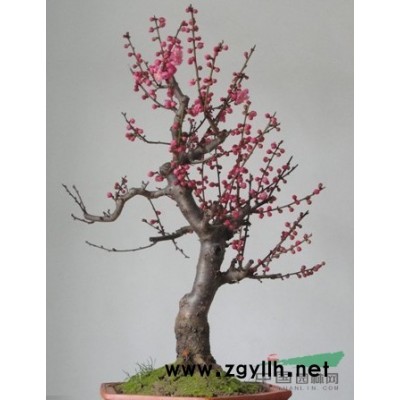 梅花，多花射干，銀杏，木槿，小葉黃楊，石楠