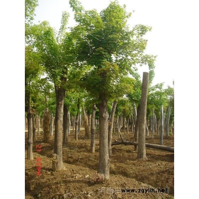 五角楓，大葉女貞，桂花，紫薇，欒樹，流蘇