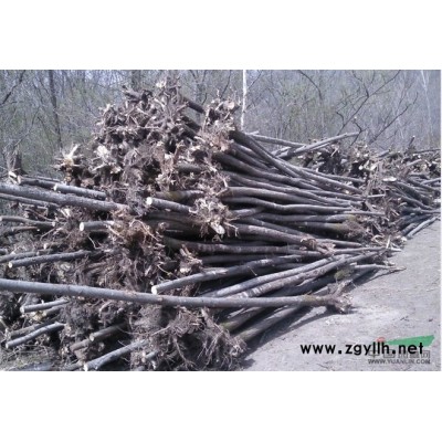 急售各規(guī)格 旱柳 白樺 五角楓