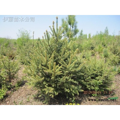 云杉青白簽80-1.5m