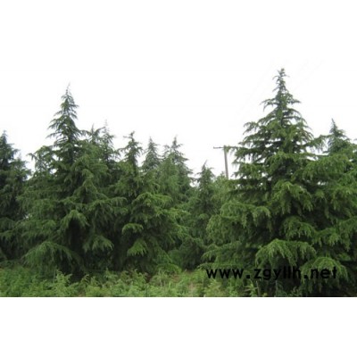 平價出售/雪松、高桿女貞、廣玉蘭...