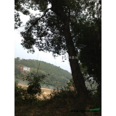 精品大香樟原生香樟生貨生樟