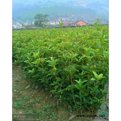 供應各種規格桂花樹、苗，百萬小苗批發零售