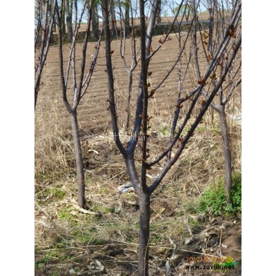 出售：青白仟、樟子松、山榆、紫葉李、水曲柳等