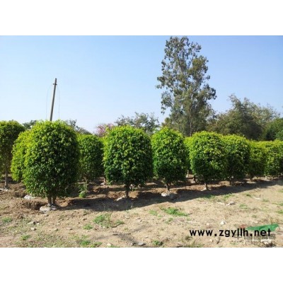 小葉榕、垂榕、黃金榕、海棗、華棕（老人葵）