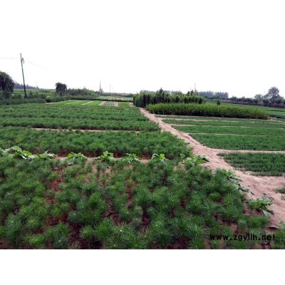 二年生樟子松苗