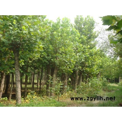 小葉女貞，金葉女貞，紅葉小波，小葉黃楊，國(guó)槐，紫薇