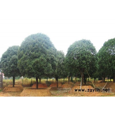 杜鵑、杜英、 羅漢松