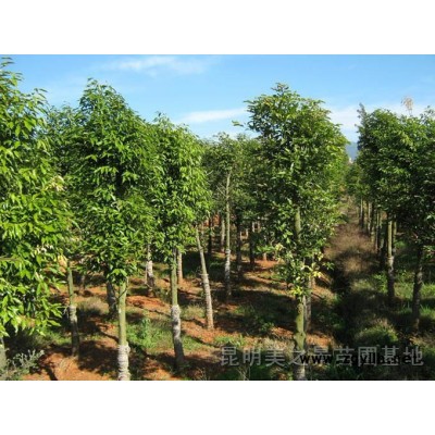 天竺桂,小葉榕,香樟