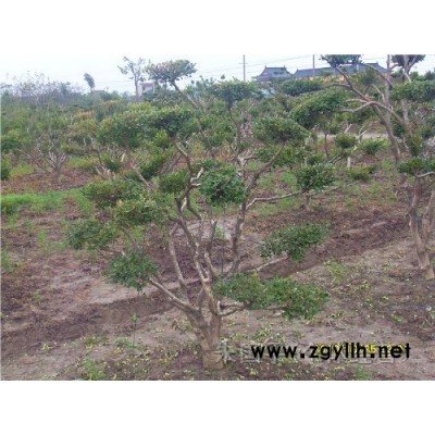 造型黃楊樹,夾竹桃