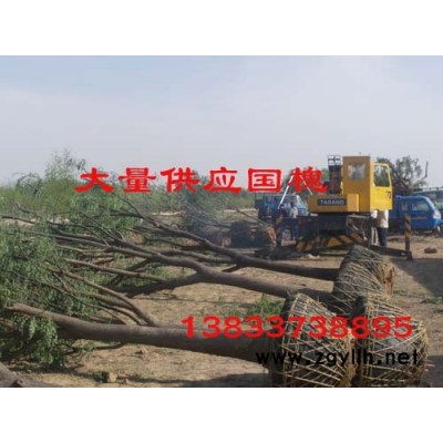 國槐出售國價格河北國槐