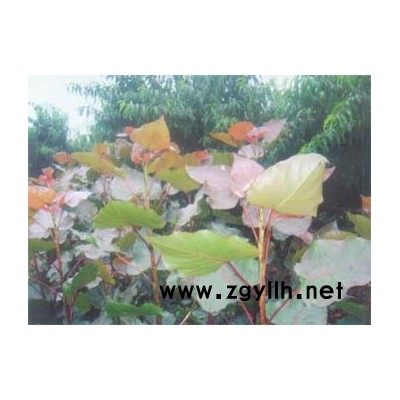 中華紅葉楊,優質速生楊樹苗