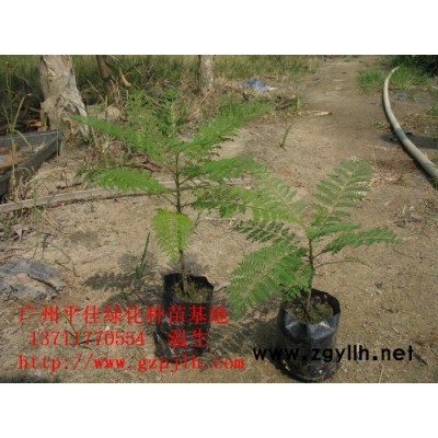 黃花梨苗 鐵冬青苗 仁面子苗 土沉香苗 香樟苗