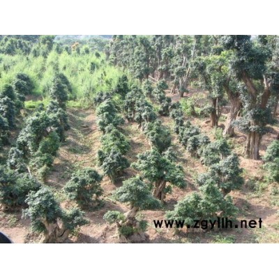 大規(guī)格對(duì)節(jié)白蠟