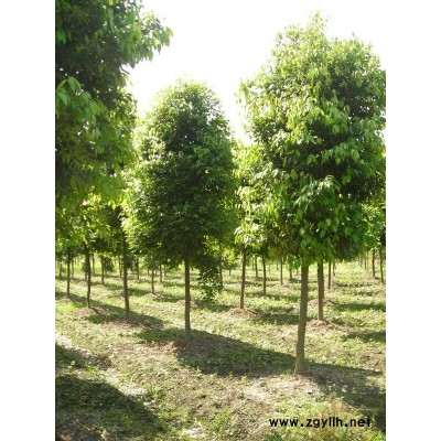 天竺桂5000株，5-15公分，價格面議