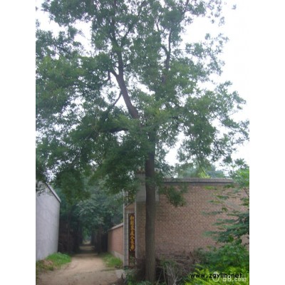 北方旱柳 河北旱柳 保定旱柳 供應旱柳